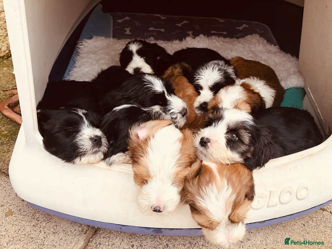 Tibetan Terrier dogs for stud: Araki Fabulous Fergus Extensive Health Tests  - Advert 16