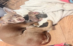 Chihuahua dogs for sale: 3 gorgeous boys  - Image 7
