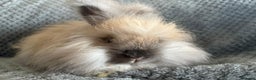 Angora rabbits for sale: Full Faced English Angoras - Advert 1