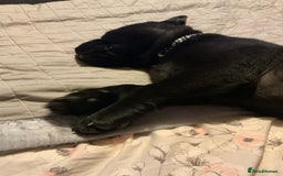 Mixed Breed dogs for sale: Chow chow x English bulldog - Image 3