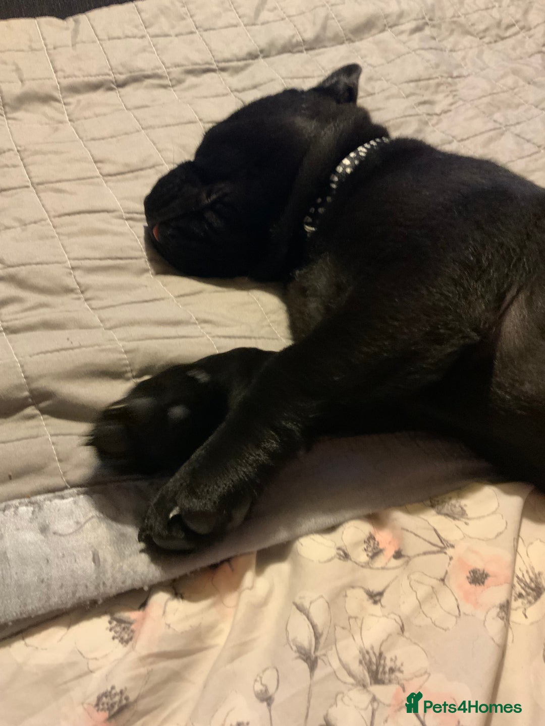 Mixed Breed dogs for sale: Chow chow x English bulldog - Image 3