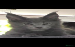 Maine Coon cats for sale: Maine coon pedigree kittens  - Image 1