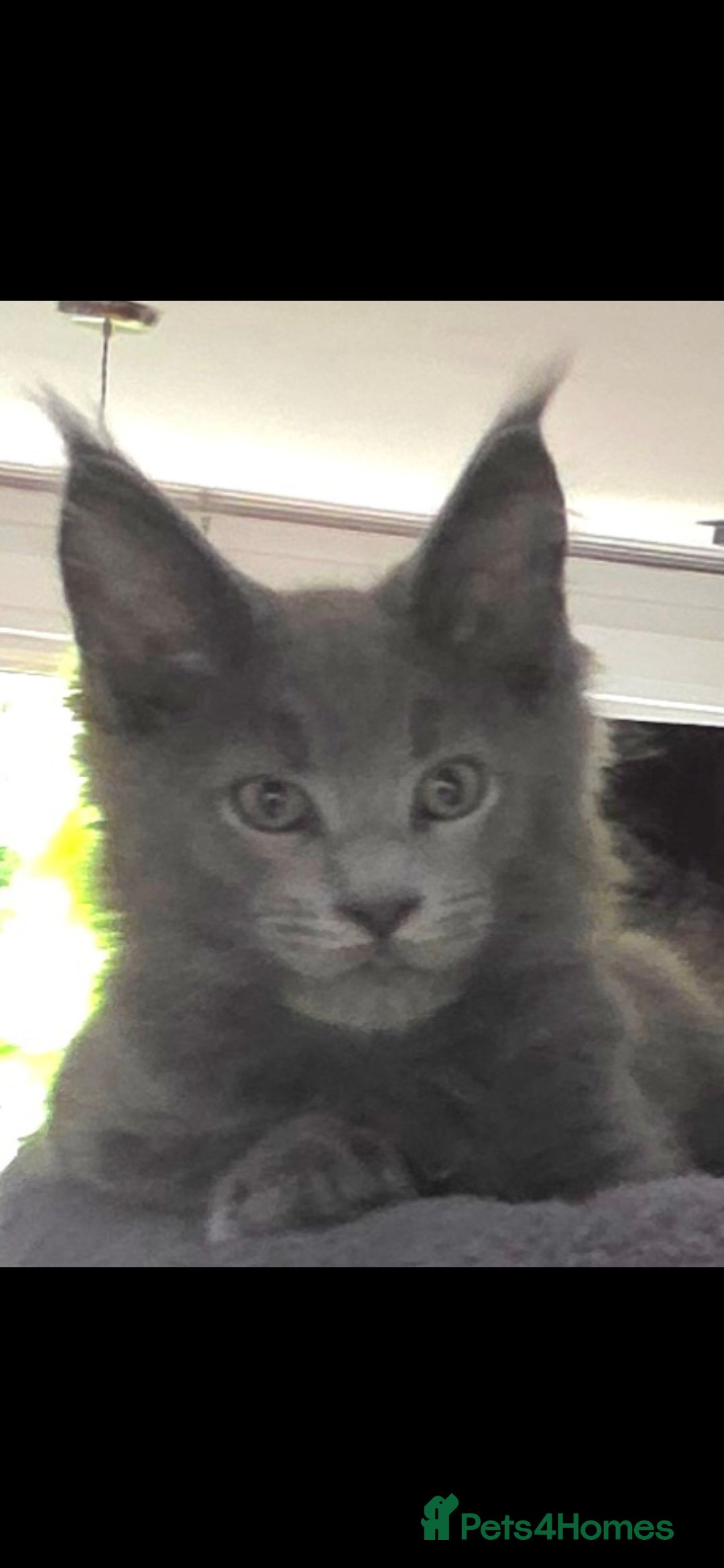 Maine Coon cats for sale: Maine coon pedigree kittens  - Image 1