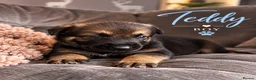 German Shepherd dogs for sale: Beautiful German Shepherds  - Advert 6
