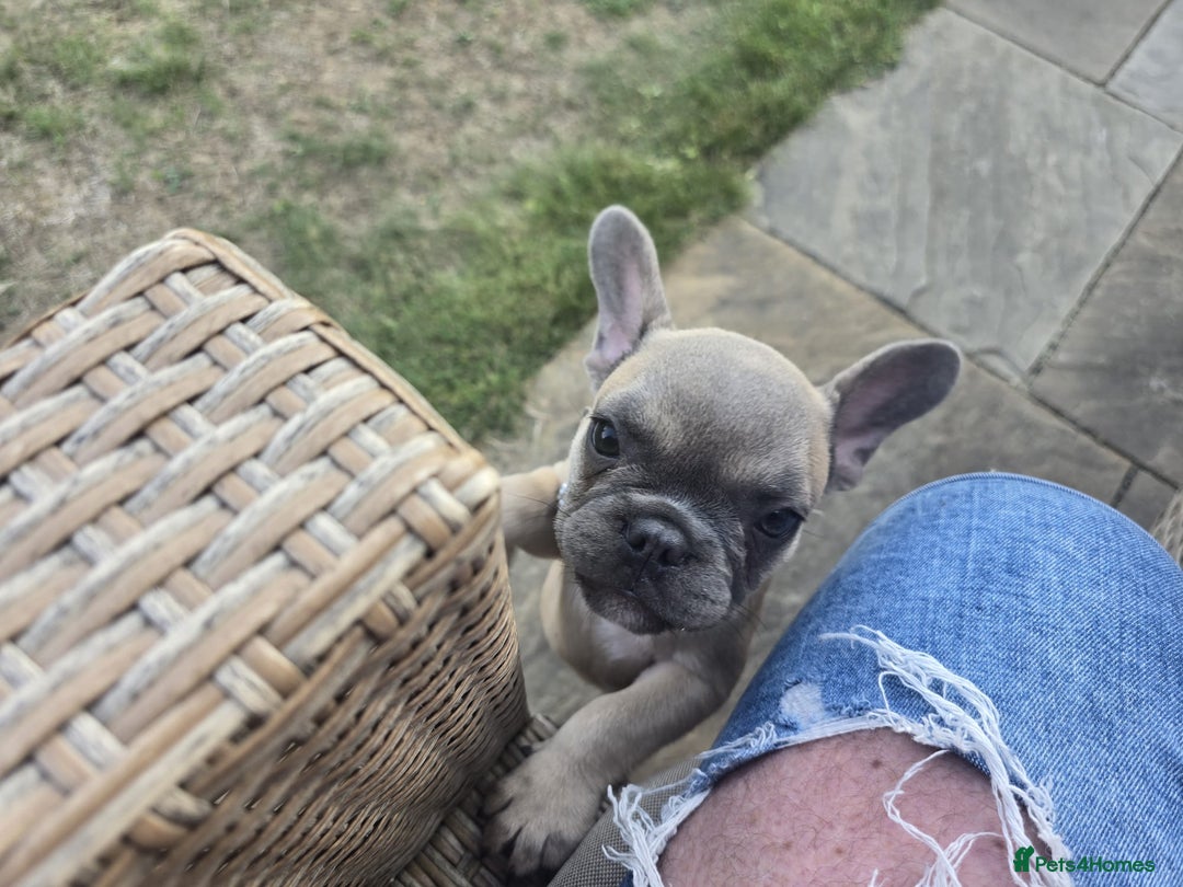 French Bulldog dogs for sale: One adorable female 🩷 French Bulldog Puppy  - Image 22