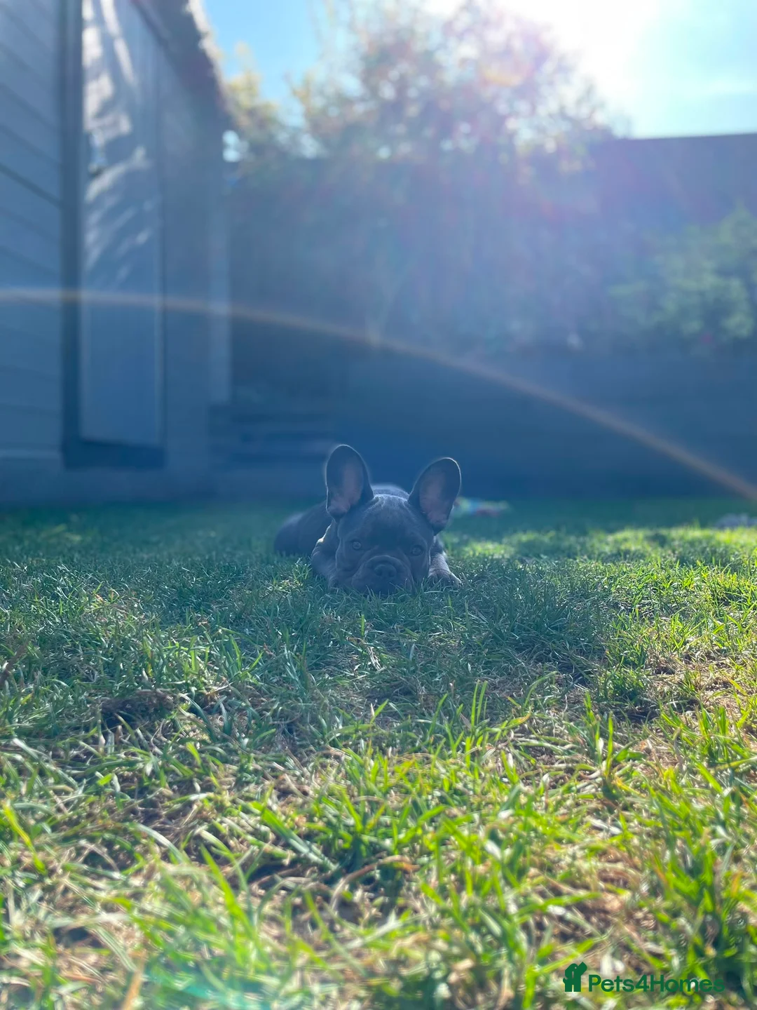 French Bulldog dogs for sale: Beautiful French Bulldog Puppies Fluffy Carriers - Advert 1