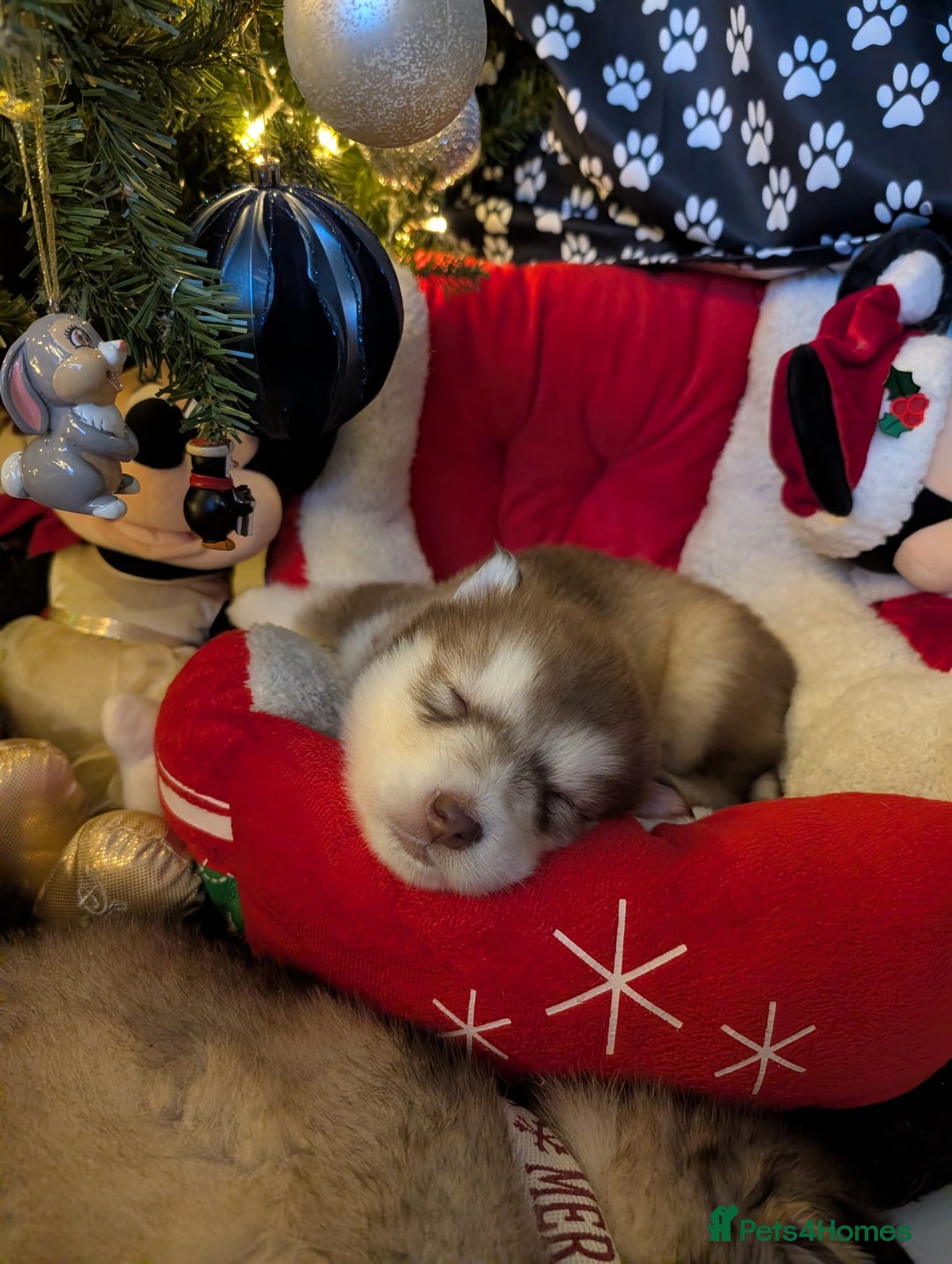 Alaskan Malamute dogs for sale: 2 left KC Alaskan malamute puppies champion lines - Advert 25