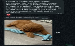 Cockapoo dogs for sale: Ready to go-Stunning F1B Toy Cockapoo Puppies  - Image 11