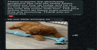 Cockapoo dogs - Advert 9