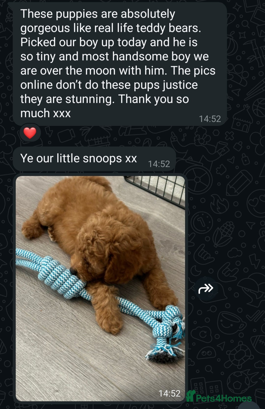 Cockapoo dogs for sale: Ready to go-Stunning F1B Toy Cockapoo Puppies  - Image 11