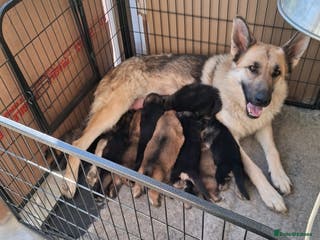 German Shepherd dogs REDUCED to £1250. Super litter of reg gsd pups - Advert 7