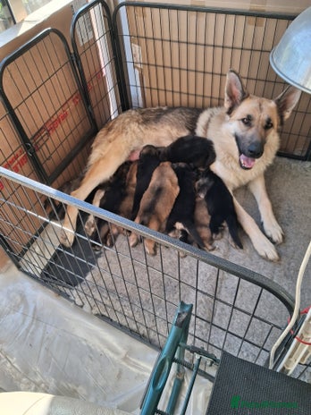 German Shepherd dogs - Advert 1