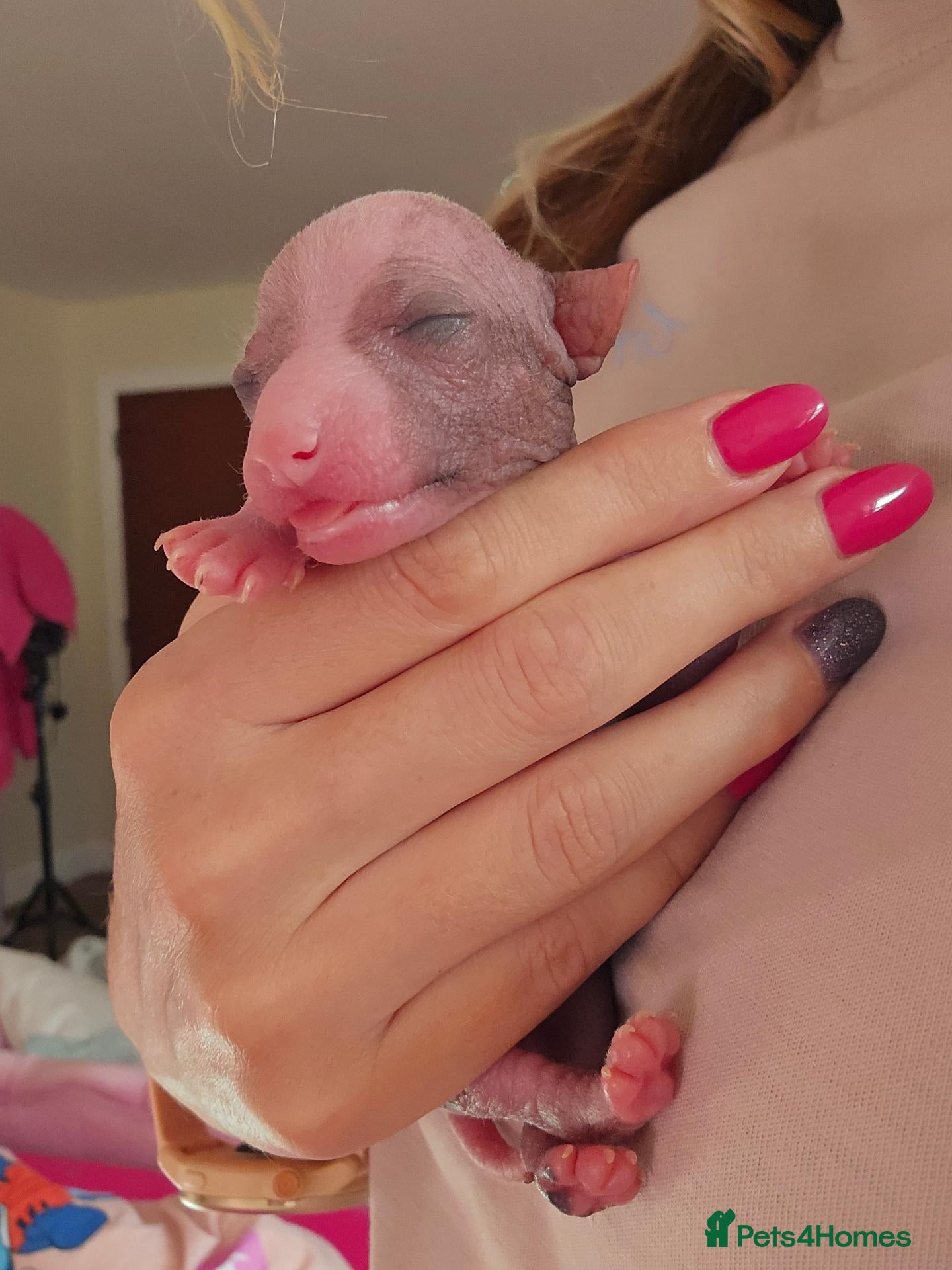 Chinese Crested dogs for sale: ✨🐾 EXQUISITE & RARE CHINESE CRESTED PUPPIES 🐾✨ - Advert 1