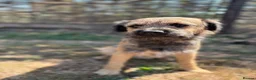 Border Terrier dogs for sale: * KC Registered Border Terrier Puppies *  - Advert 17