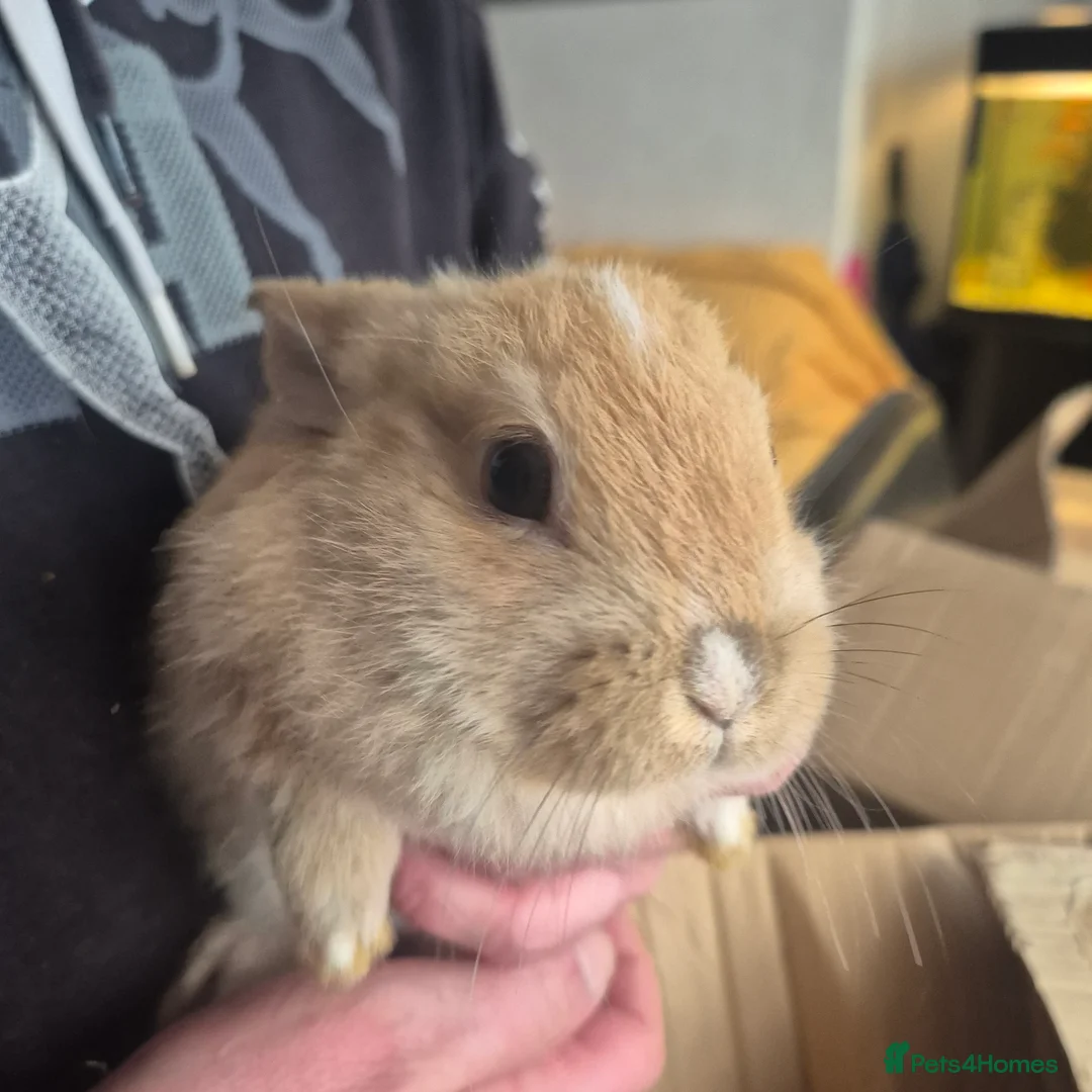 Mini Lion Lop rabbits for sale: Mini lop lion - Advert 3