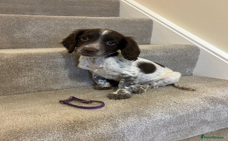 Sprocker dogs - Advert 1