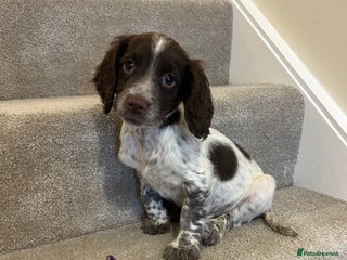 Sprocker dogs - Advert 3