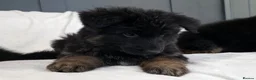 German Shepherd dogs for sale: Gorgeous German Shepherd Puppies For Sale - Advert 15