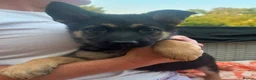German Shepherd dogs for sale: German shepherd puppies  - Advert 3