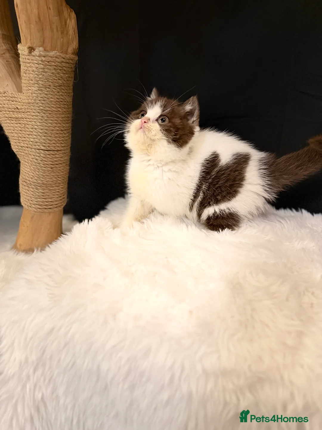 British Shorthair cats for sale: Full Pedigree Registered BSH - Advert 13