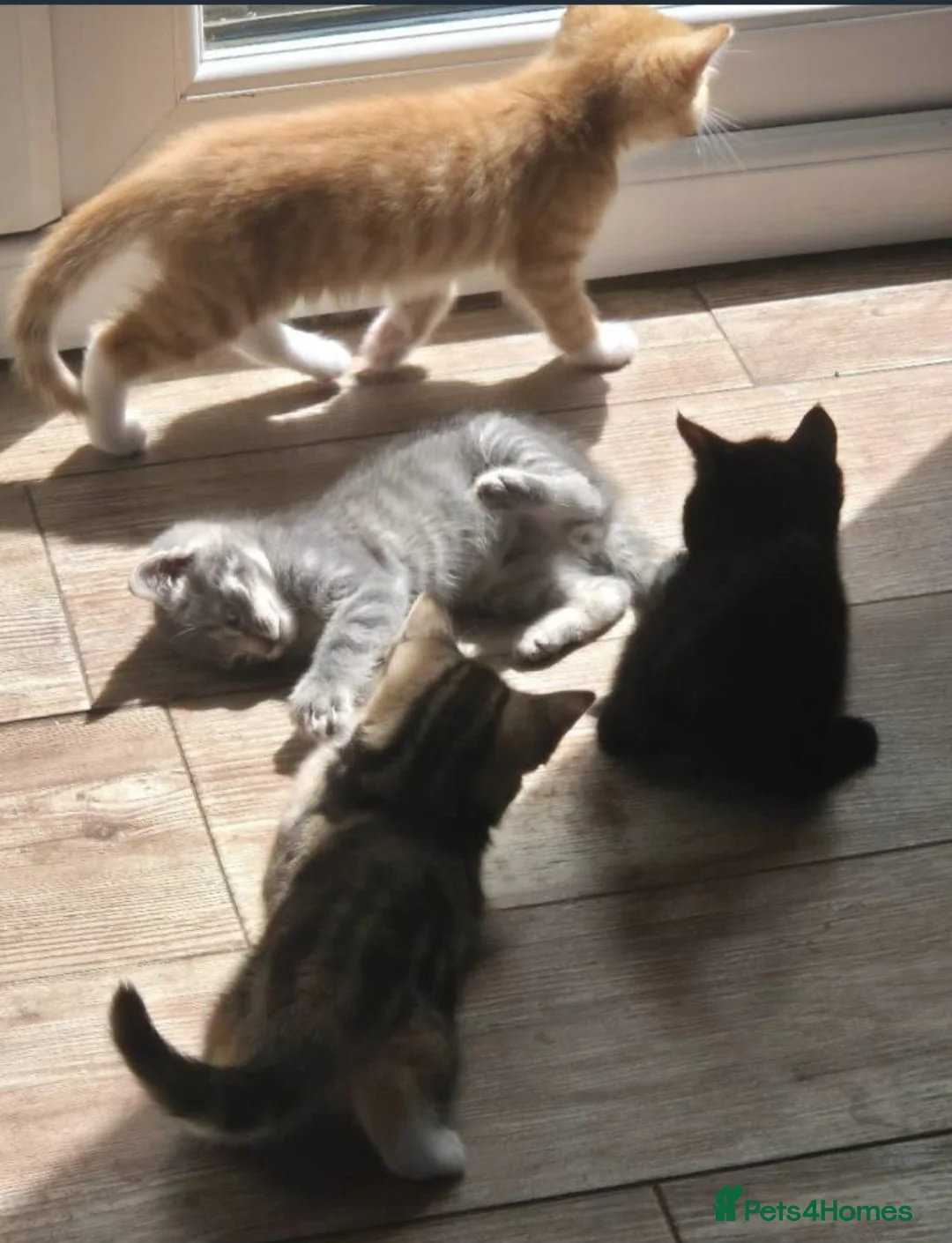 Mixed Breed cats for sale: Beautiful little of kittens ready now!!! - Advert 6