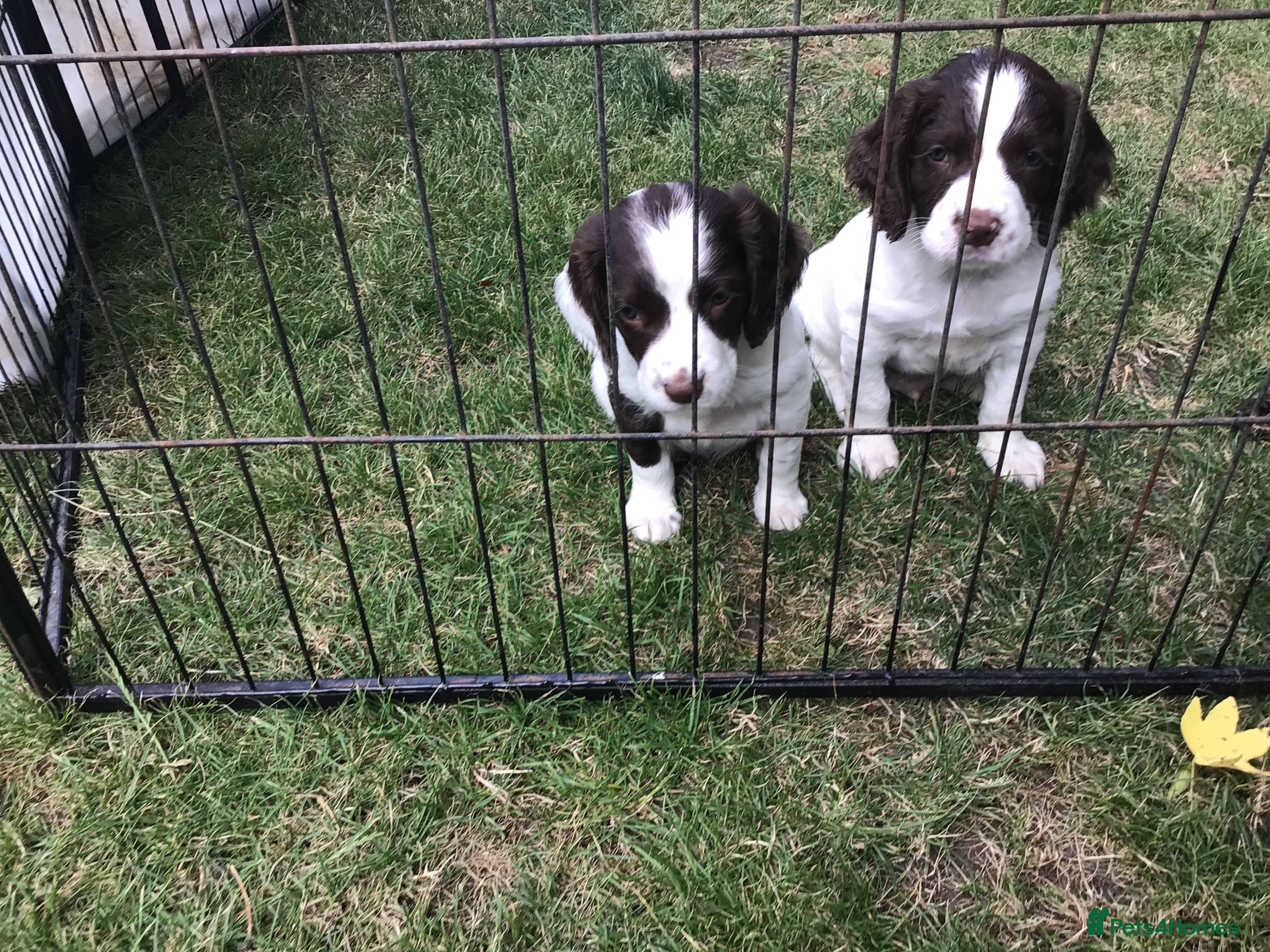 English Springer Spaniel dogs Springer Spaniel Puppies - Advert 2