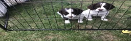 English Springer Spaniel dogs for sale: Springer Spaniel Puppies - Advert 7