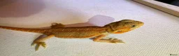 Bearded Dragon reptiles for sale: Stunning baby bearded dragons  - Advert 20