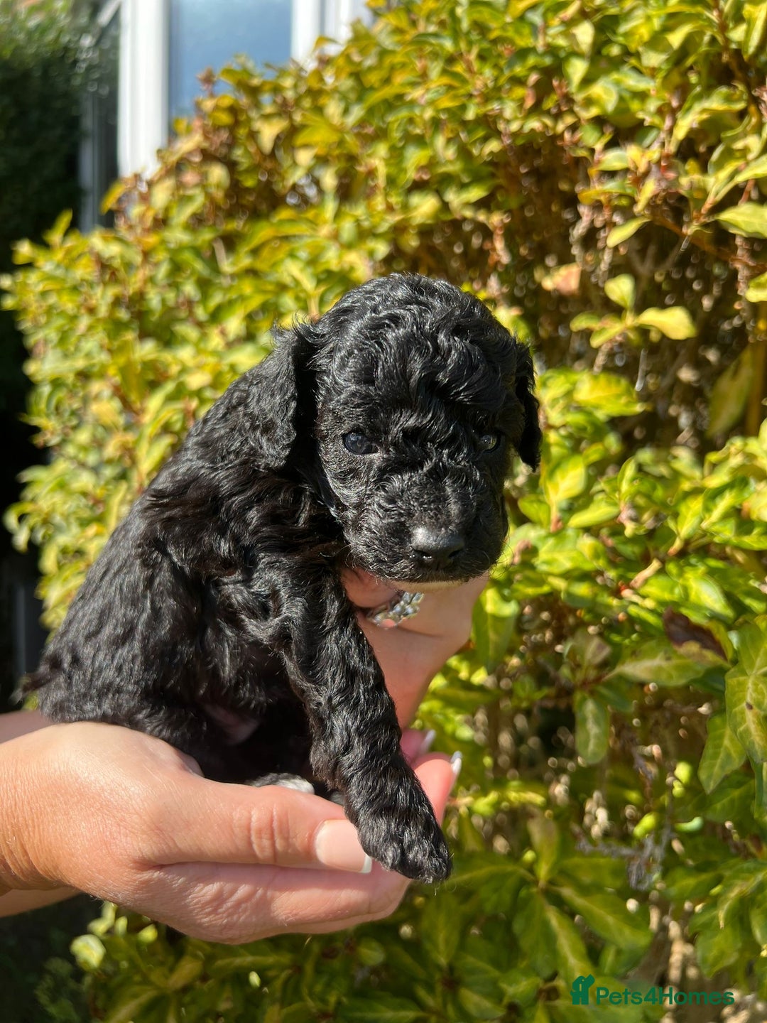 Cockapoo dogs for sale: Cockapoo - Image 6