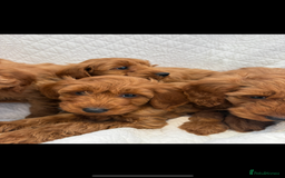 Labradoodle dogs for sale: LICENSED BREEDER F2b mini labradoodles - Image 3
