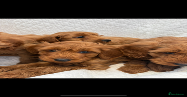 Labradoodle dogs - Advert 10