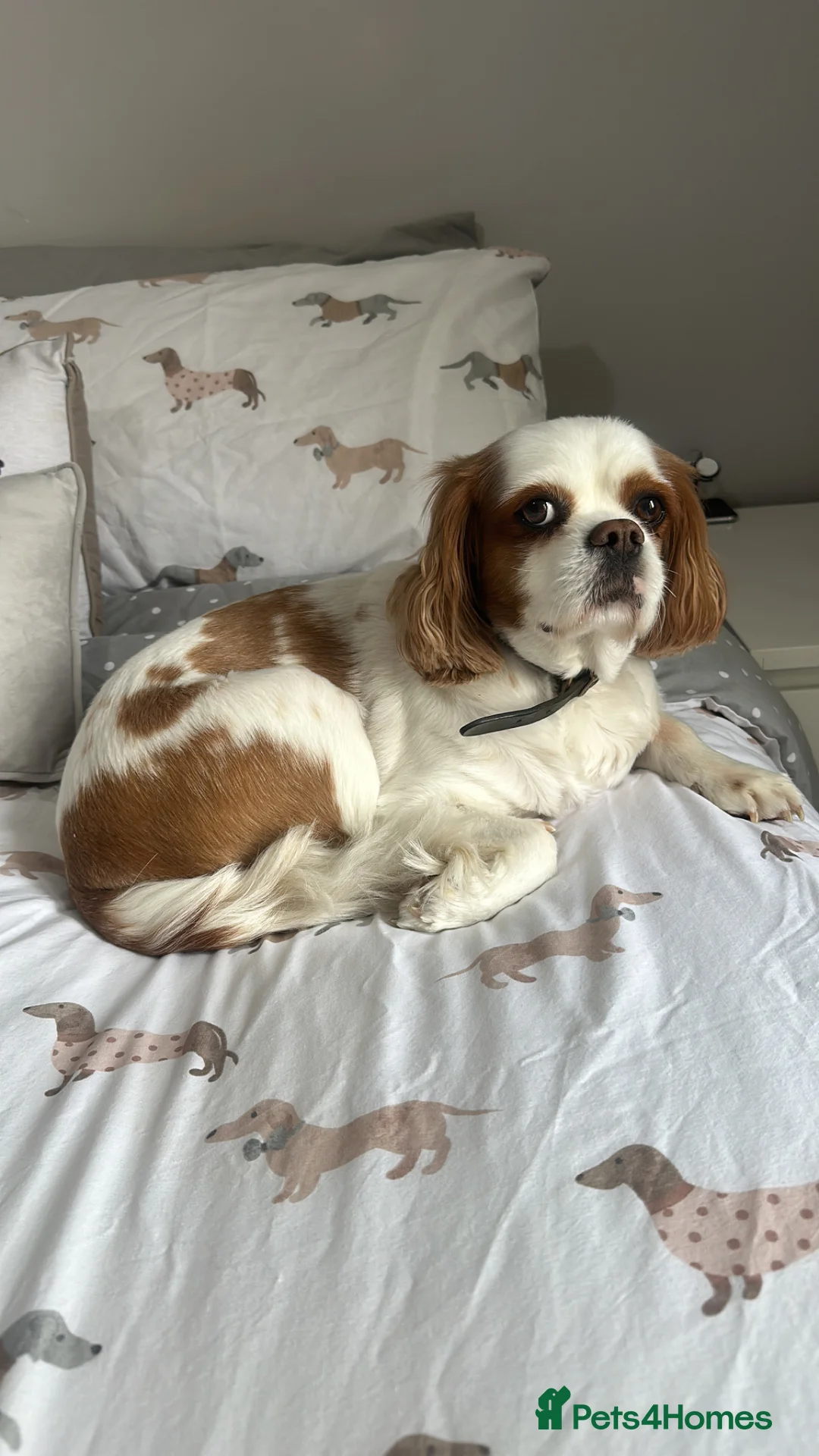 Cavalier King Charles Spaniel dogs for sale: Toby is looking for his forever home!  in Birmingham - Advert 2