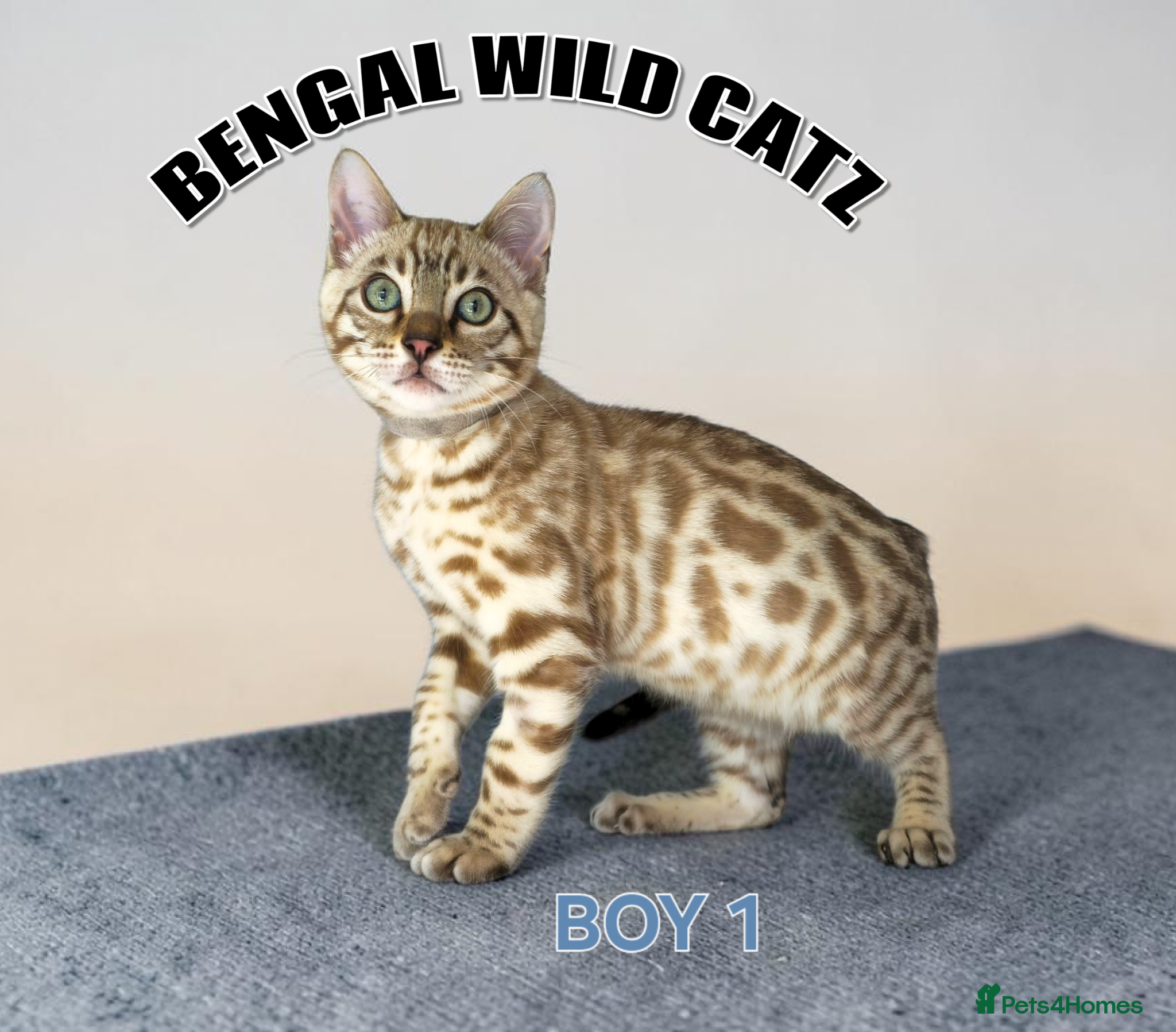 Bengal cats for sale: 4 bengal boys ready to leave now - Advert 15