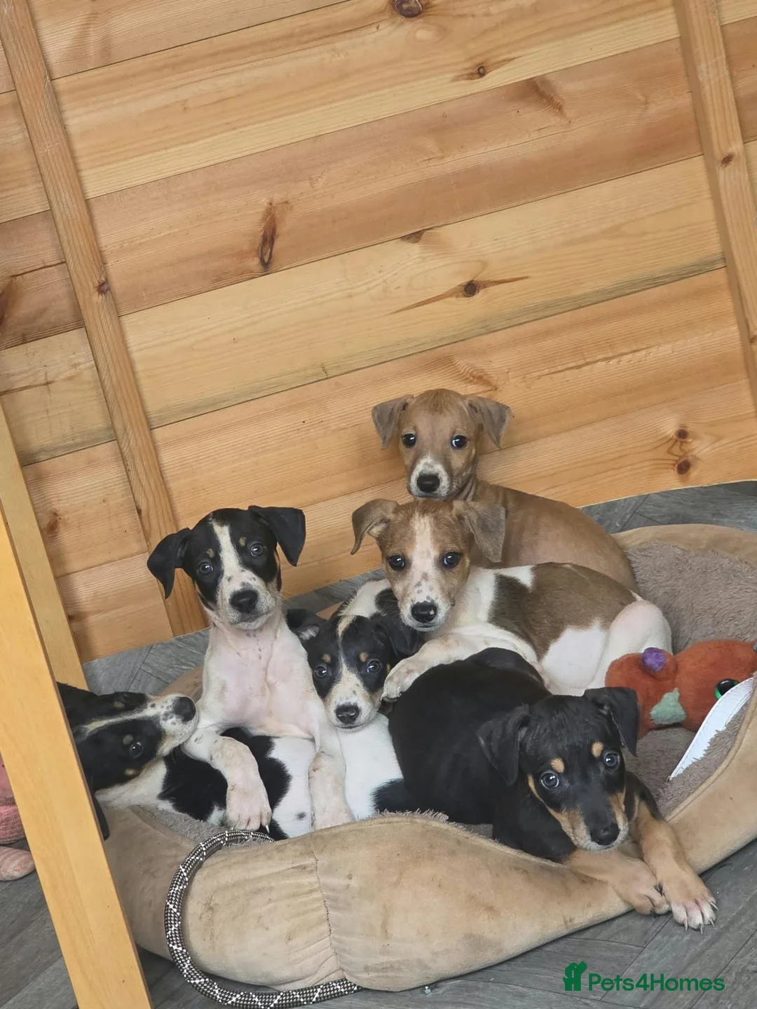 Lurcher dogs for sale: Lurchers in Newbiggin-by-the-Sea - Advert 1