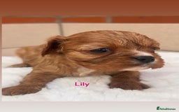 Cavalier King Charles Spaniel dogs for sale: Cavalier King Charles puppies  - Image 3