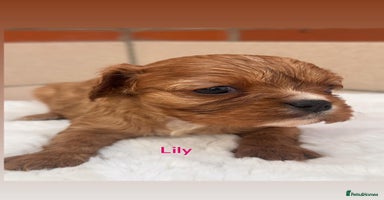 Cavalier King Charles Spaniel dogs - Advert 2
