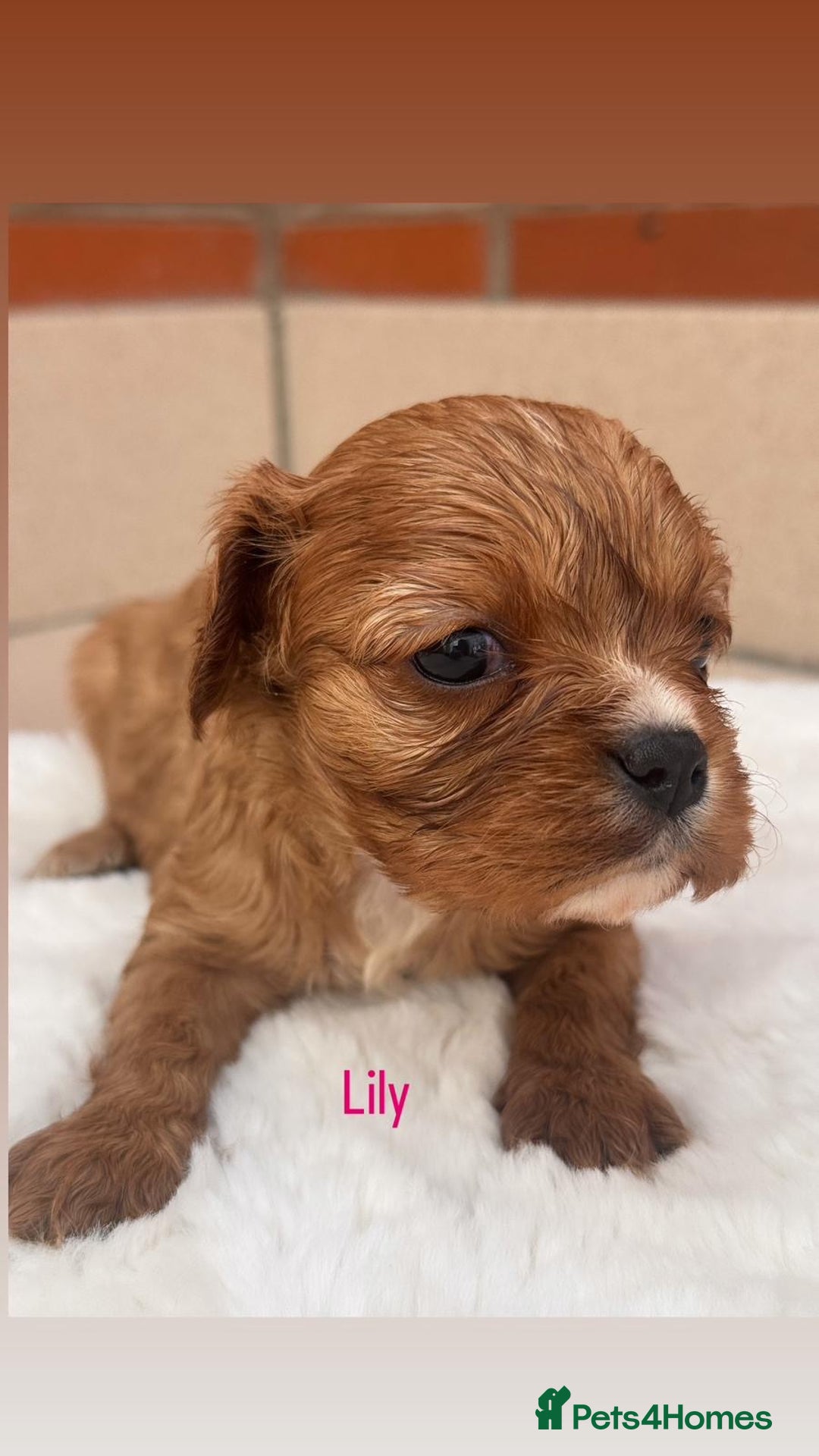 Cavalier King Charles Spaniel dogs for sale: Cavalier King Charles puppies  - Image 3