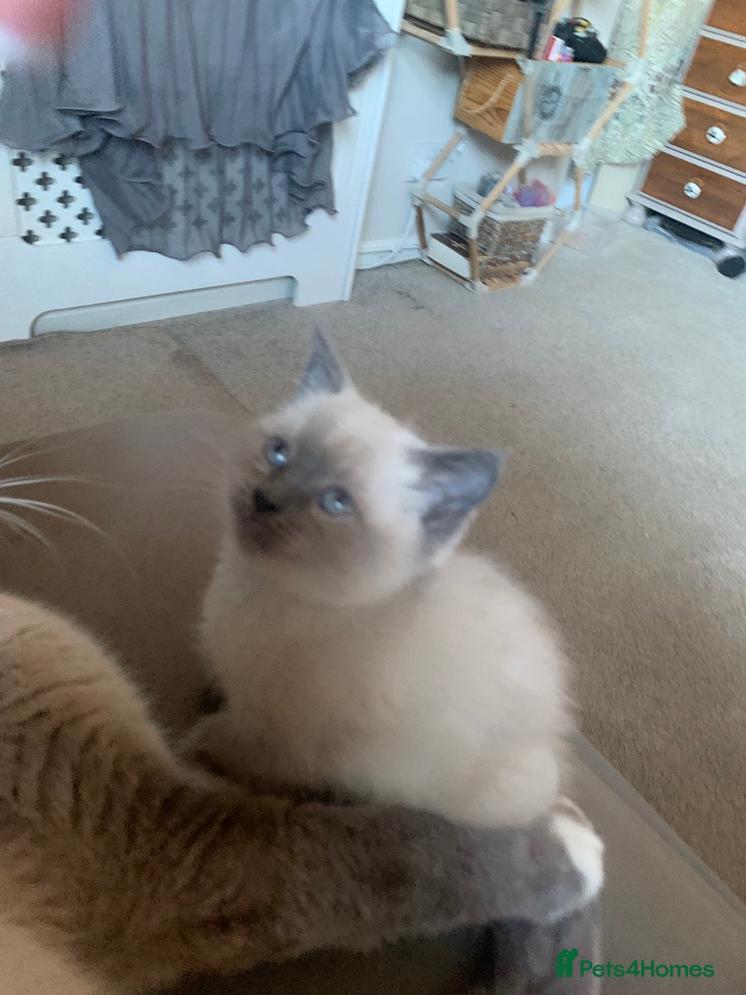 Persian cats for sale: cute 9wk old adorable bundle of joy Persian kitten - Advert 10