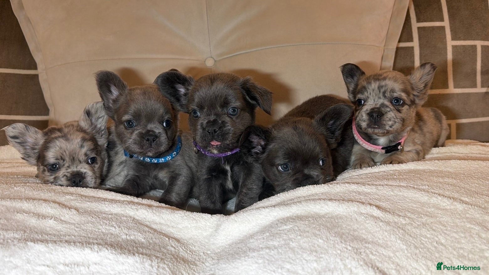 French Bulldog dogs Long-haired French bulldogs 🫶🏽 - Advert 1