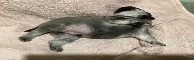 Pug Puppy 2