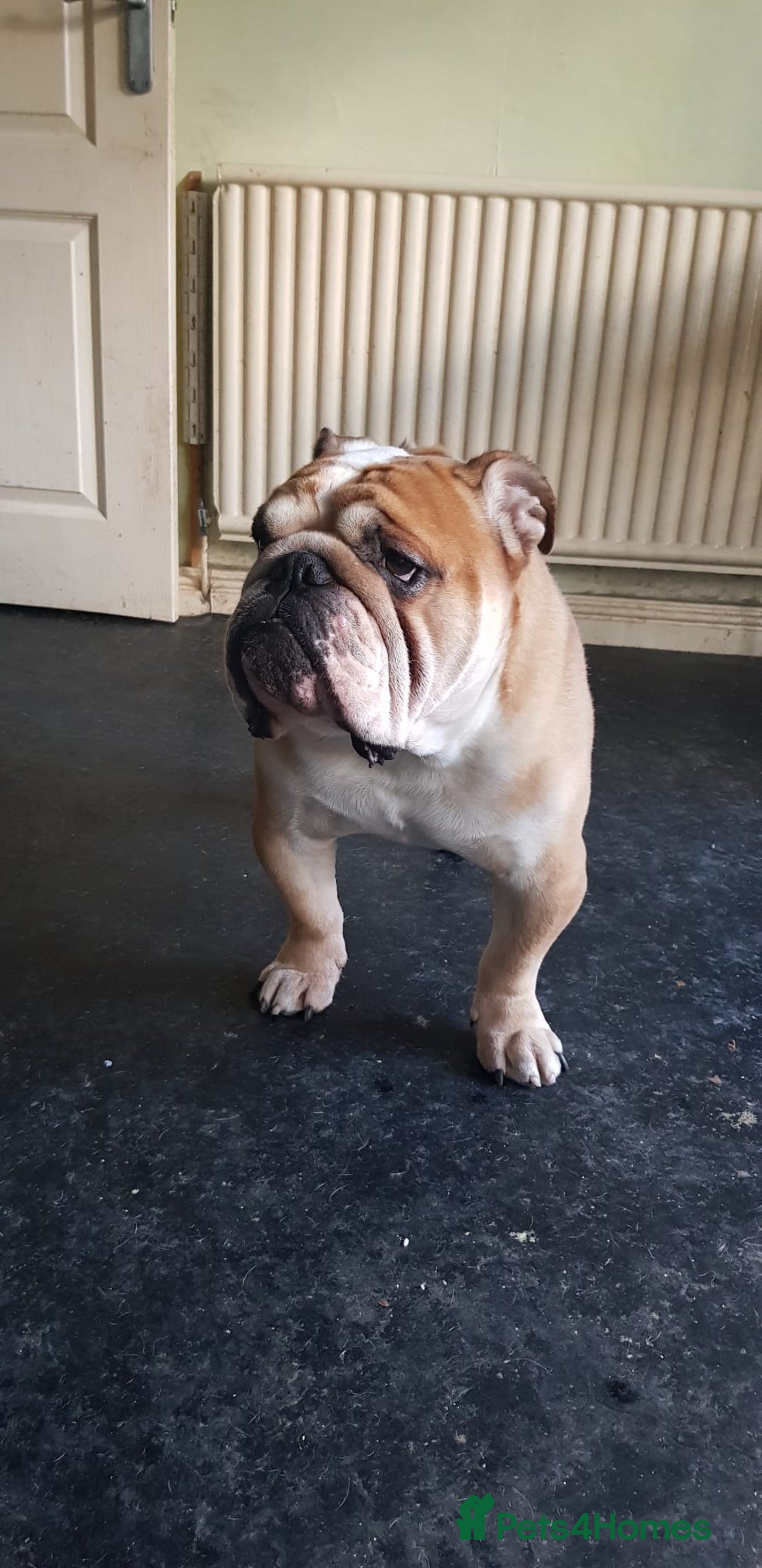Olde English Bulldogge dogs for sale: English bulldog - Image 13