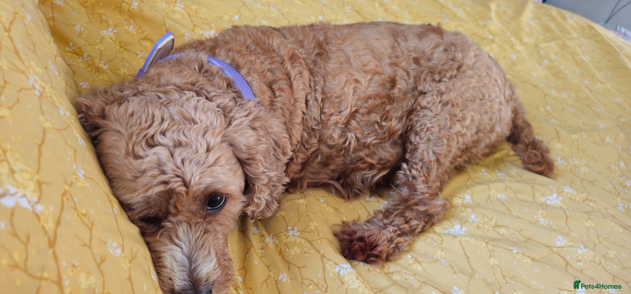 Cavapoo dogs I have 2 litters due in 2&3 weeks - Advert 1