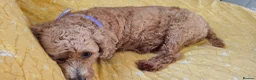 Cavapoo dogs for sale: All reserved!!! - Advert 21