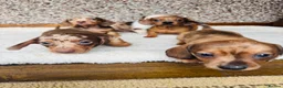 Dachshund dogs for sale: Stunning litter of dachshund pups  - Advert 10