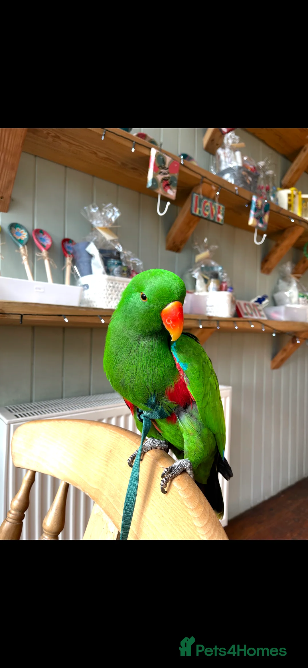 Parrots birds for sale: Silly tame, healthy Eclectus boy - Advert 9