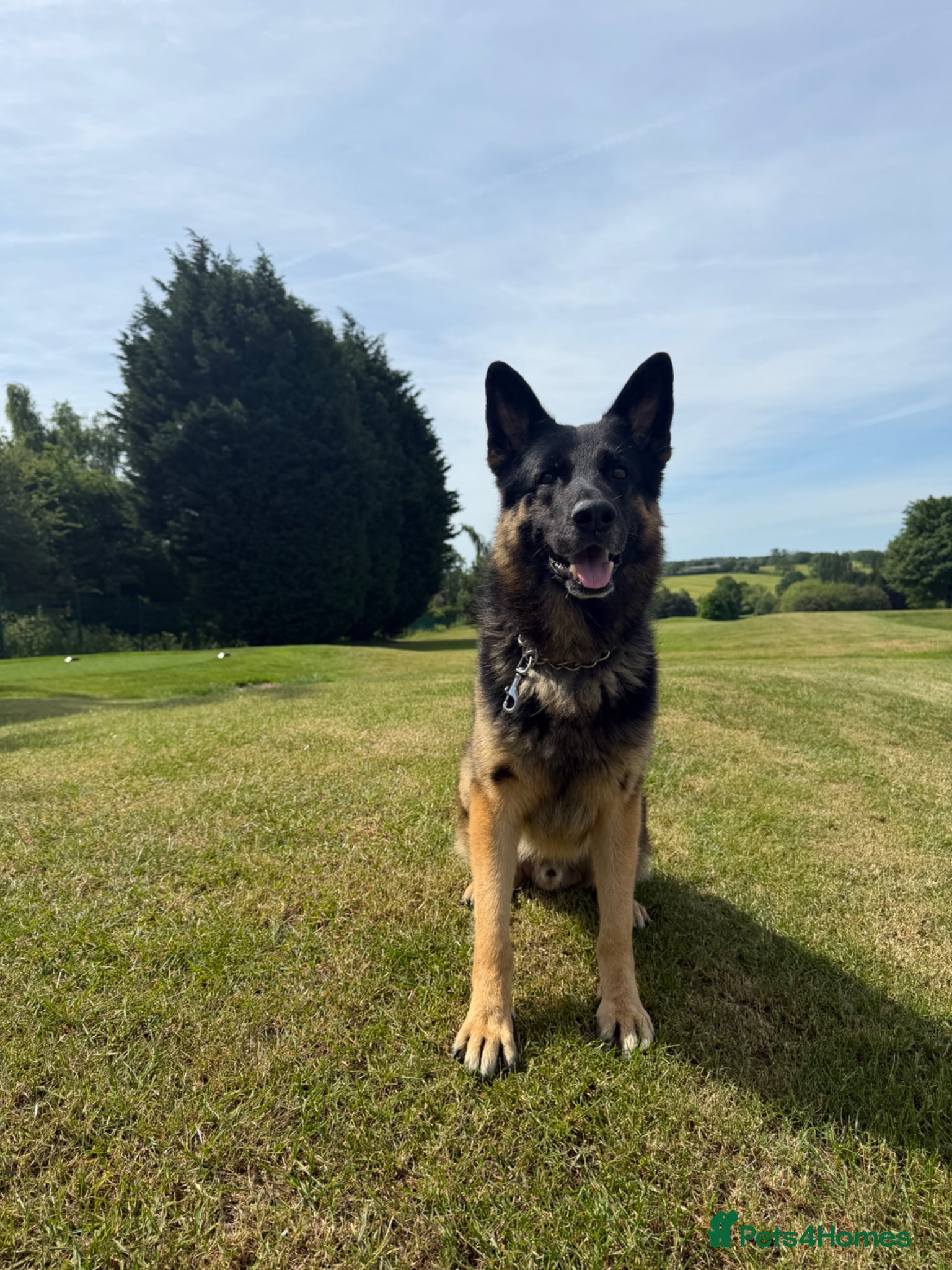 German Shepherd dogs Blu the German shepherd stud dog kc registered  - Advert 1