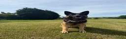German Shepherd dogs for stud: Blu the German shepherd stud dog kc registered  - Advert 1