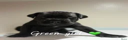 Cane Corso dogs for sale: CANE CORSO PUPPIES. 🐾🐾VIEWINGS NOW WELCOME🐾🐾 - Advert 17