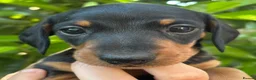 Miniature Dachshund dogs for sale: KC Miniature Dachshund Puppies For Sale - Advert 15