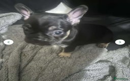 French Bulldog dogs for sale: French bulldog  - Image 1